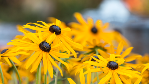Рудбекия - эффектный многолетник для солнечных клумб