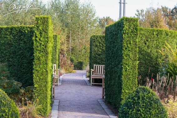 Туя западная 'Brabant' - 4