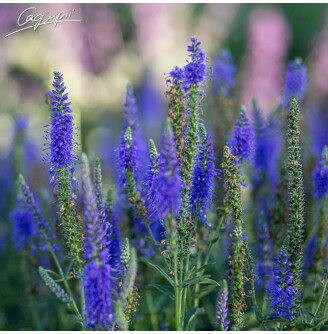 Вероніка колоскова 'Baby Blue'