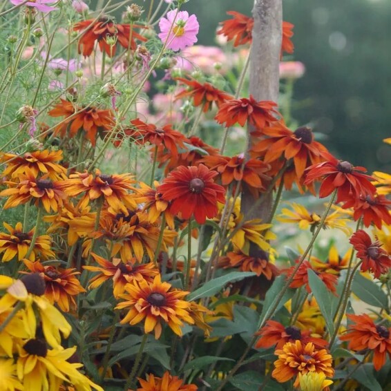 Рудбекия волосистая 'Cherokee Sunset' - 4