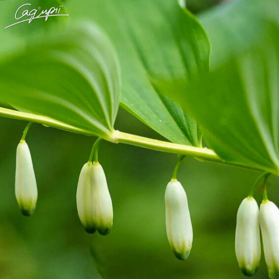 Купена багатоквіткова - 2