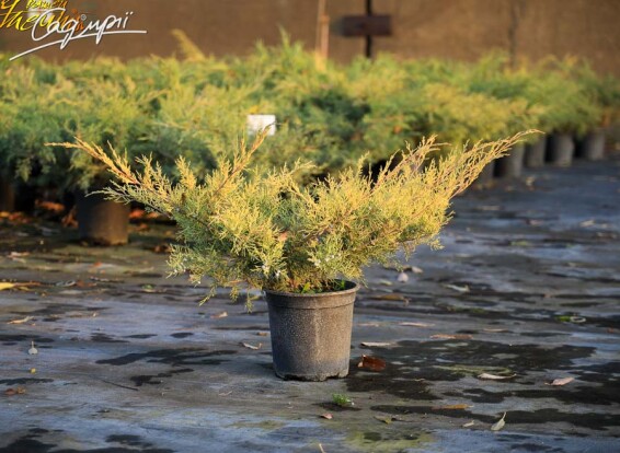 Можжевельник виргинский 'Hetz' #4, C25 - - 7