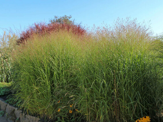 Просо вербовидне 'Strictum' - 2