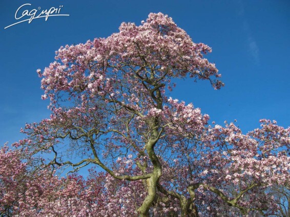 Магнолія 'Rosea' - 2 Магнолія 'Rosea' - 2