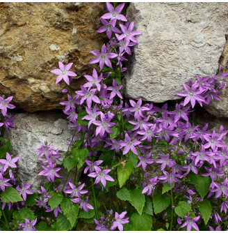 Дзвоник Пожарського 'Lisduggan Variety'