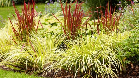 Императа 'Red Baron' - оригинальный злак для Вашего сада