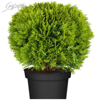 Туя западная 'Danica'