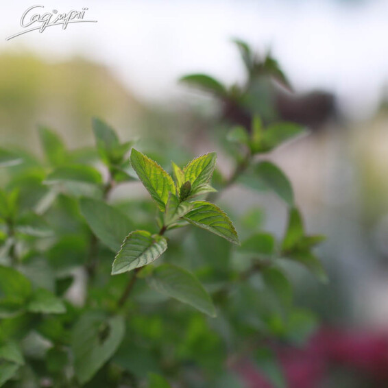 Мята перечная 'Chocolate' - 5 Мята перечная 'Chocolate' - 5