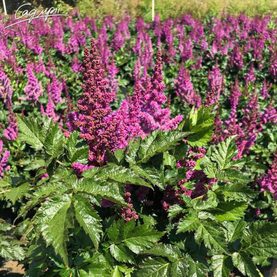 Астільба китайська 'Vision'®, С2 - - 5