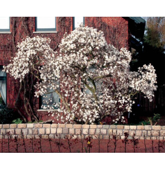 Магнолія зірчаста