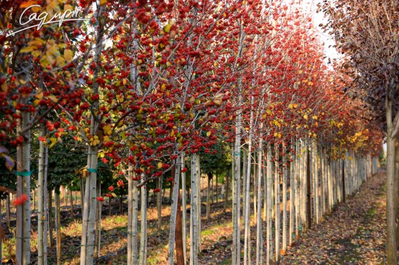 Глід сливолистий 'Splendens' #3, WRB 14--16 400-450 St. 160-180 - 11