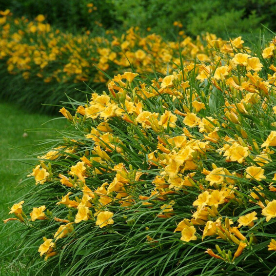 Лілейник 'Stella d' Oro', C1 - - 3