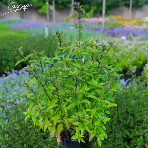 Мята перечная 'Black Spearmint' - 3