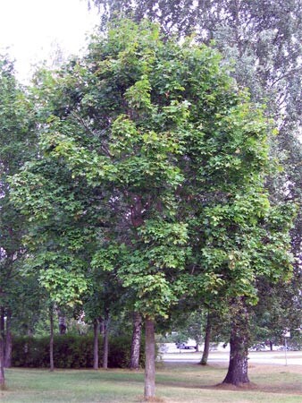 Явір - 1 Явір - 1