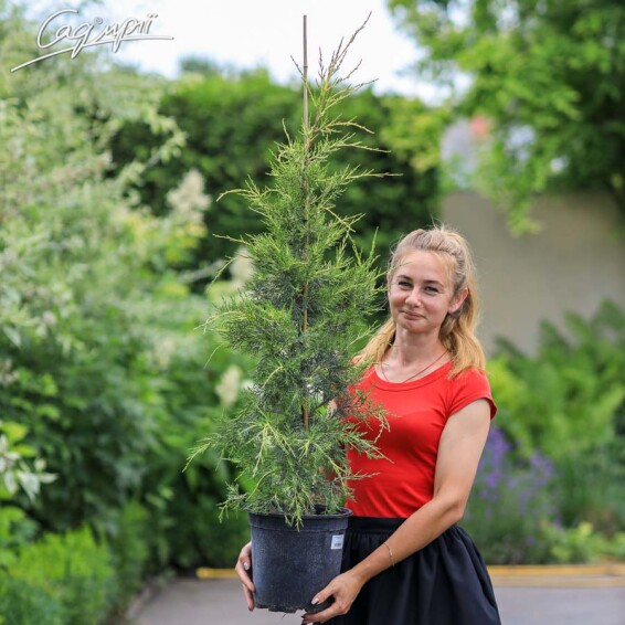 Ялівець китайський 'Kuriwao Gold' #4, C32 150-200 - 4