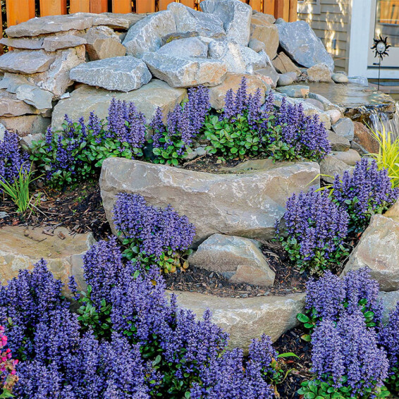 Горлянка вузьколиста 'Chocolate Chip' - 6