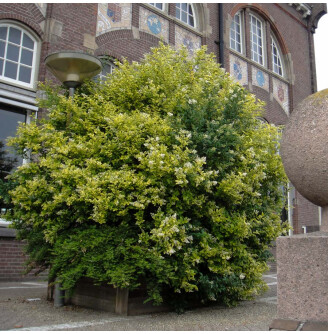 Бирючина овальнолиста 'Aureum'