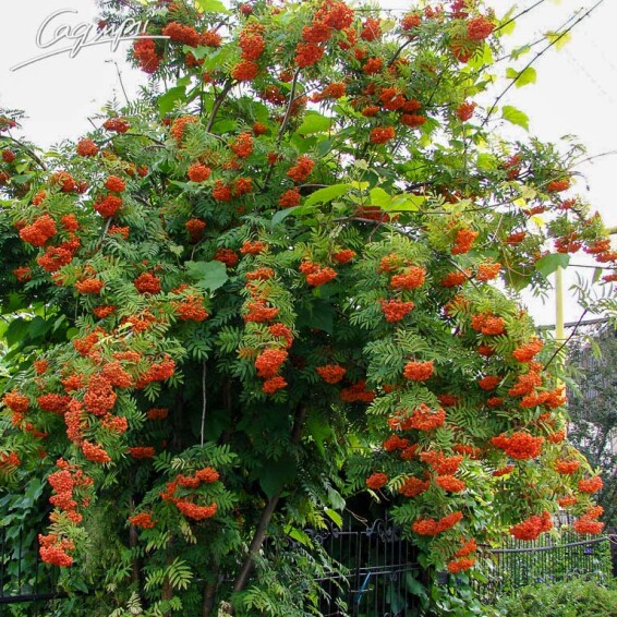 Рябина обыкновенная 'Pendula' #6, WRB 25--30 225-250 St. 200-225 - 1 Рябина обыкновенная 'Pendula' #6, WRB 25--30 225-250 St. 200-225 - 1