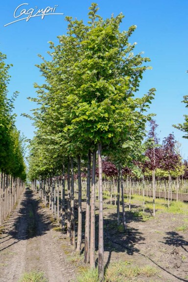 Липа войлочная 'Brabant' - 4