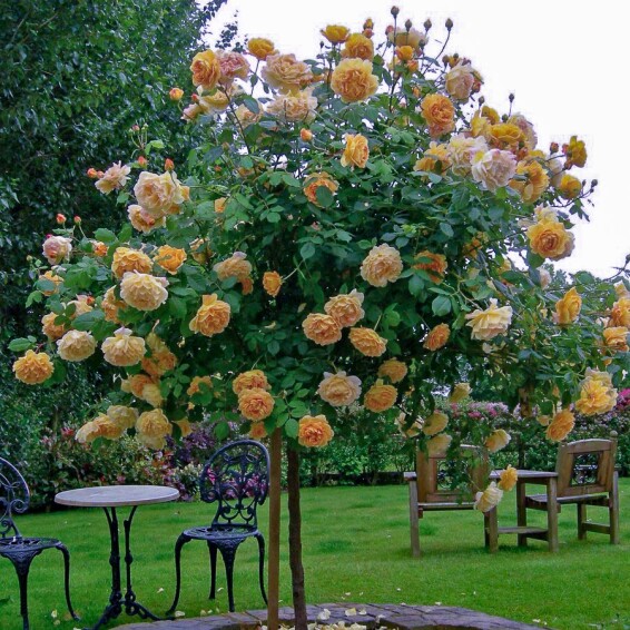 Роза 'Golden Celebration' #1, C7 - - 2