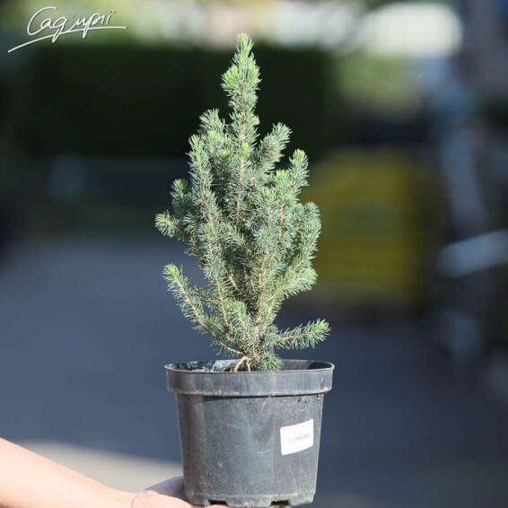 Ялина сиза 'Conica' - 8