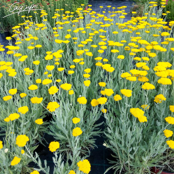 Тысячелистник таволговый 'Schwellenburg', C2 - - 9