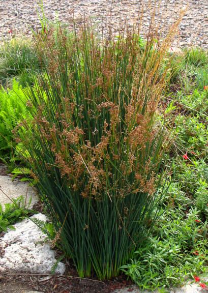 Ситник, C3,C2 - - 8