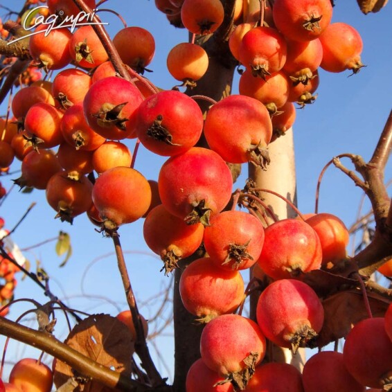 Яблоня 'Evereste' - 3 Яблоня 'Evereste' - 3