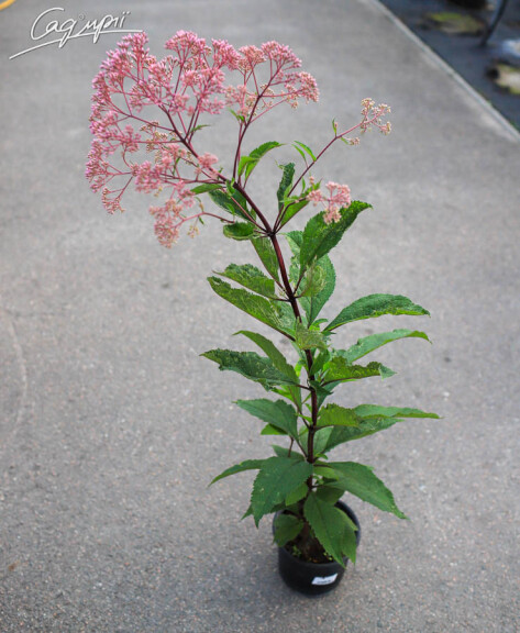 Посконник пятнистый 'Riesenschirm' - 6 Посконник пятнистый 'Riesenschirm' - 6