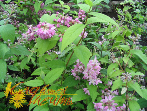 Дейция гибридная 'Mont Rose' - 1