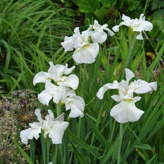 Ирис сибирский 'Gull's Wing', C3 - - 1