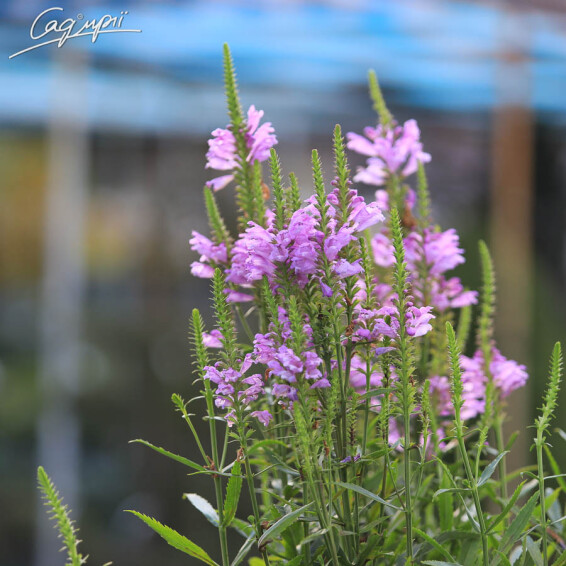 Фізостегія віргінська 'Vivid' - 6