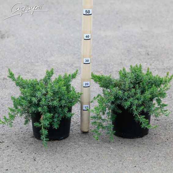 Ялівець прибережний 'Emerald Sea' - 2