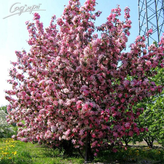 Яблоня 'Rudolph' #3, WRB 20--25 450-500 St. 160-180 - 4