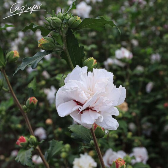 Гибискус сирийский 'French Cabaret Pastel'® - 5