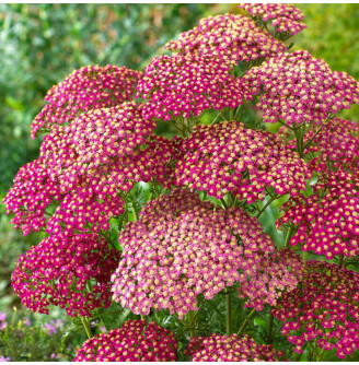 Деревій гібридний 'Rainbow Lightning Pink®'