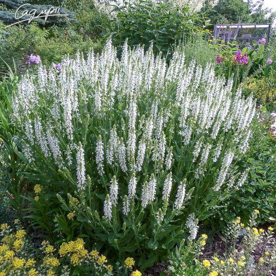 Шалфей дубравный 'Schneehugel' - 1