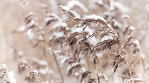 Травы и злаки - украшение зимнего сада