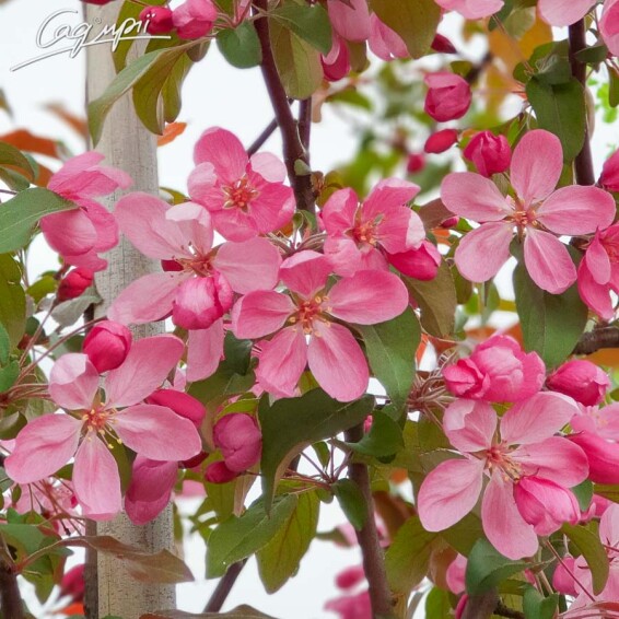 Яблуня плакуча - 5