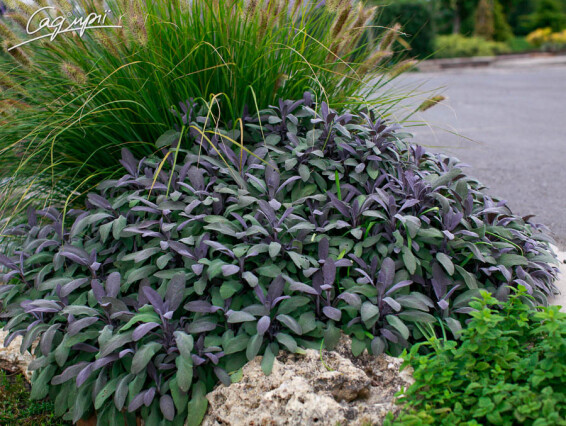 Шавлія лікарська 'Purpurascens' - 2 Шавлія лікарська 'Purpurascens' - 2