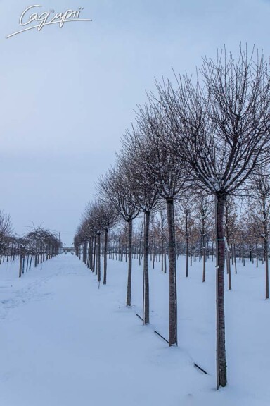 Вишня кулевидна 'Umbraculifera' #10, WRB 25--30 350-400 St. 220-230 - 11 Вишня кулевидна 'Umbraculifera' #10, WRB 25--30 350-400 St. 220-230 - 11