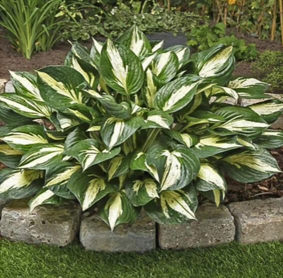 Хоста 'Revolution' ® #1, С2,C3 - - 3