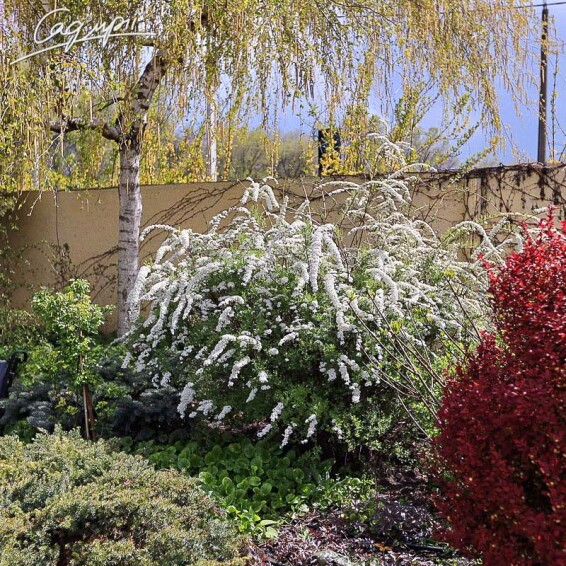 Спірея попеляста 'Grefsheim' - 1