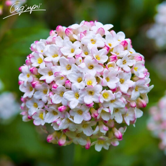 Калина Берквуда 'Anne Russell' - 1