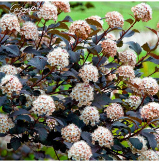 Пухироплідник калинолистний 'Lady in Red' ®