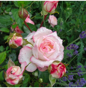 Роза чайно-гибридная 'Honore de Balzac'