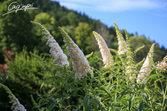 Буддлея Давида 'White Profusion' - 12