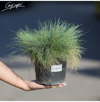 Костриця валіська