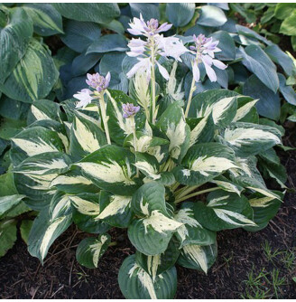 Хоста 'Revolution' ®