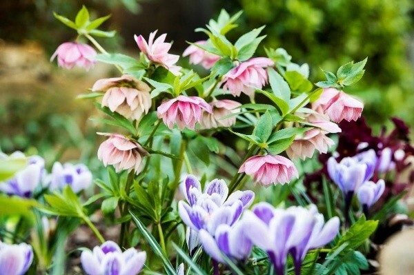 "Сад мрії" начинает новый сезон! В продаже корневища цветов и злаков!